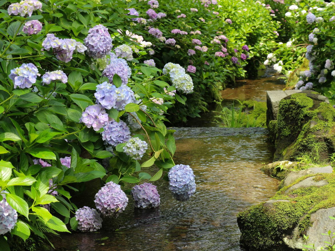 Hydrangea Festival at Expo '70 Commemorative Park | Expo ’70 Commemorative Park