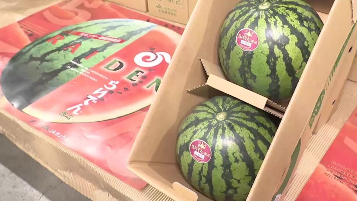 Raiden Watermelon Fetches Record 400,000 Yen at First Auction