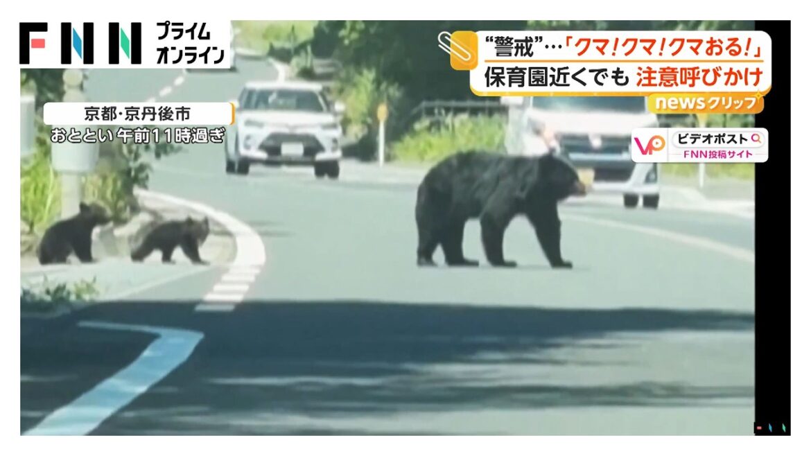 Bear Family Spotted Near Kyoto Nursery Bear Family Spotted Near Kyoto Nursery
