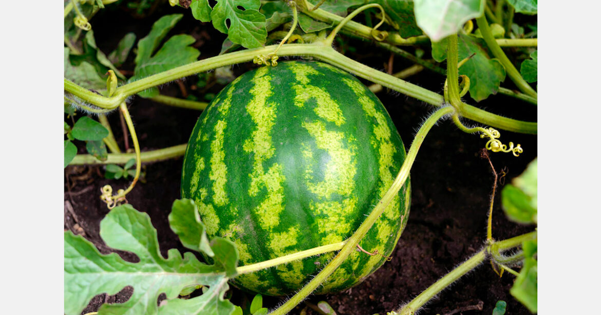 Japan’s Tomisato marks watermelon harvest with annual race Japan's Tomisato marks watermelon harvest with annual race