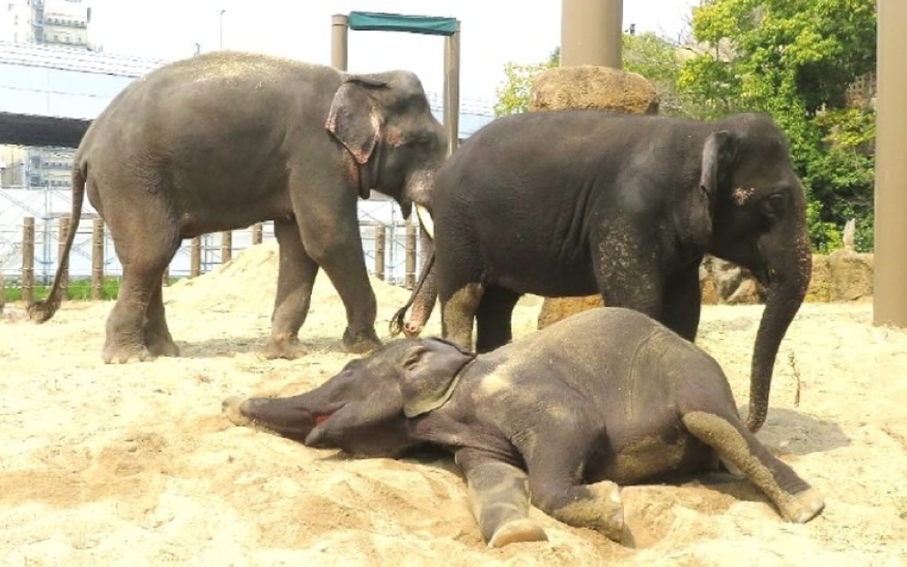 No neglect, just ‘musth’: Taiping Municipal Council clarifies Malaysian elephant Kelat’s absence at Osaka Zoo email
