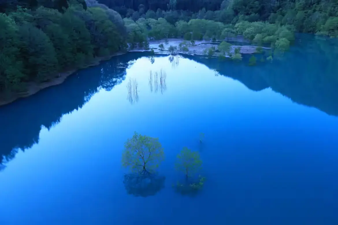 Hidden Wonders | ‘Floating’ Trees in Akita’s Cobalt-Blue Lake Lake Senshu