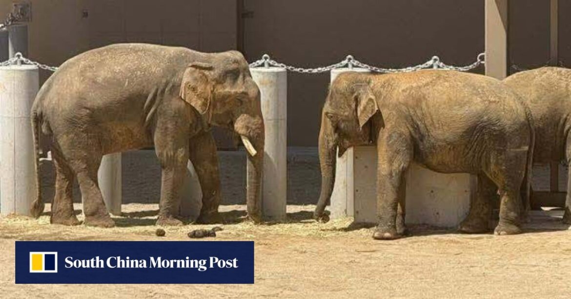 Elephants’ transfer to Japan sparks Malaysia’s corruption inquiry Elephants’ transfer to Japan sparks Malaysia’s corruption inquiry