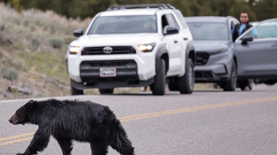 Japanese black bear captured after multi-day search, city-wide lockdown The Jerusalem Post - Israel News
