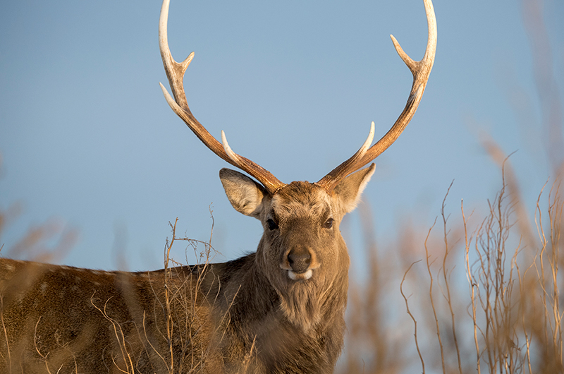 Bear, Deer & Train Collisions Rise In Hokkaido Aaron Jamieson Ezo Shika 1