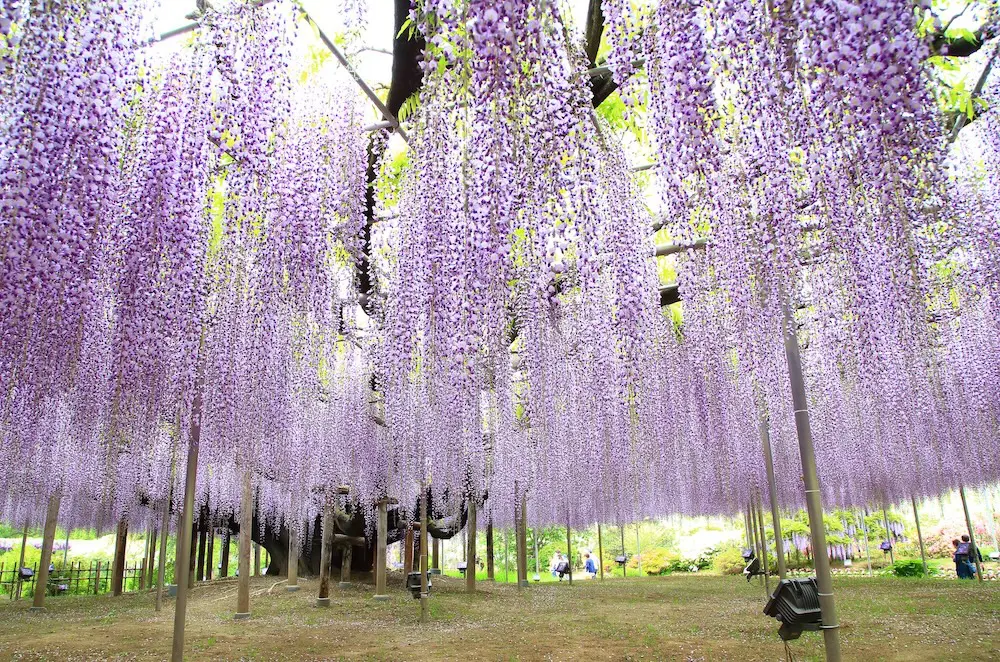 Purple wisteria blossom tree at Ashikaga Flower Park