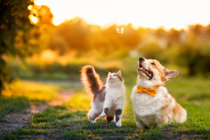 Clifford Chance acts on Japanese animal health JV Ceva Bussan Clifford Chance advises Mitsui on Ceva Bussan Animal Health joint venture