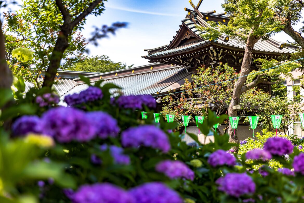 10 Best Hydrangea Festivals in Japan To Visit in 2026 10 Best Hydrangea Festivals in Japan To Visit in 2026
