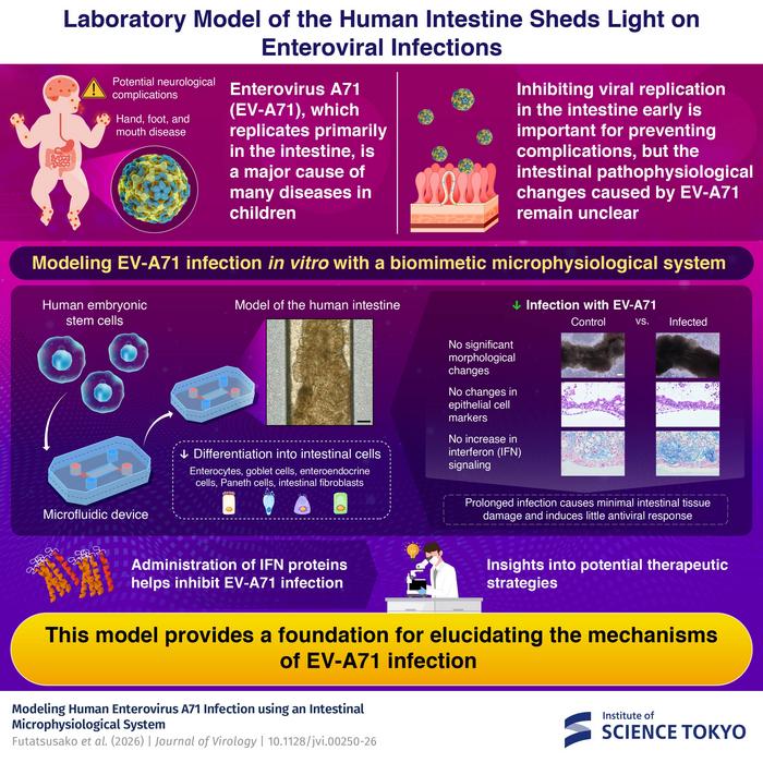 Laboratory Model of the Human Intestine Sheds Light on Enteroviral Infections
