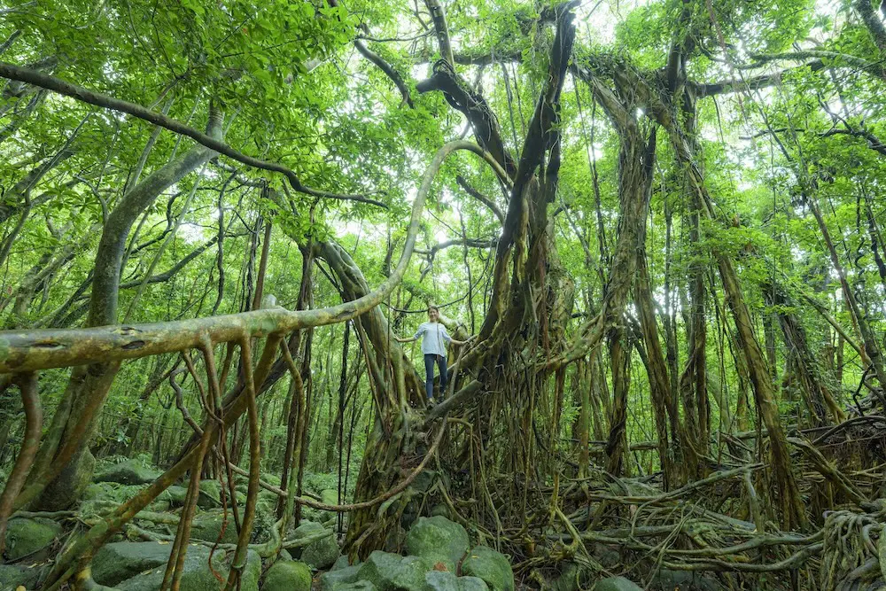 Yakushima, inspired Princess Mononoke