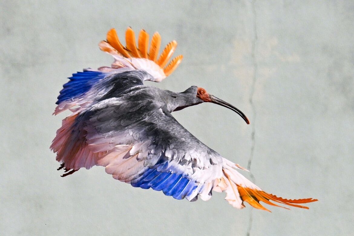 Endangered crested ibises return to Japanese wild decades after extinction Endangered crested ibises return to Japanese wild decades after extinction