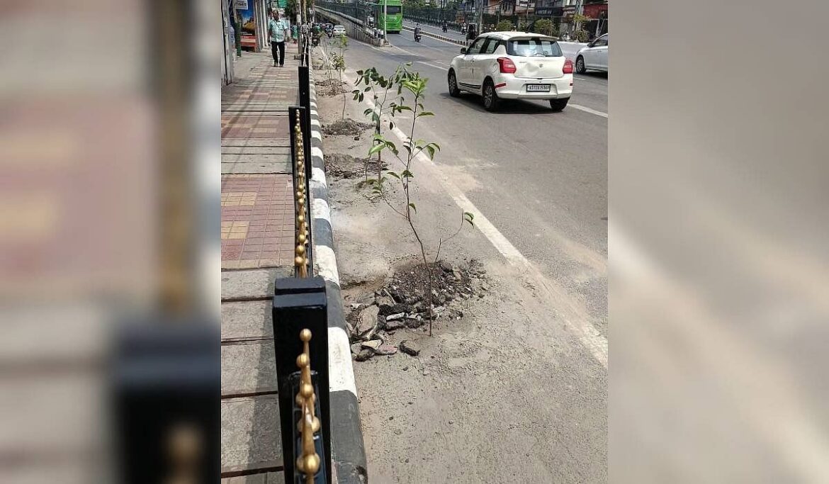 Guwahati Diary | Plantation drive ahead of Japan PM’s visit Guwahati Diary | Plantation drive ahead of Japan PM's visit