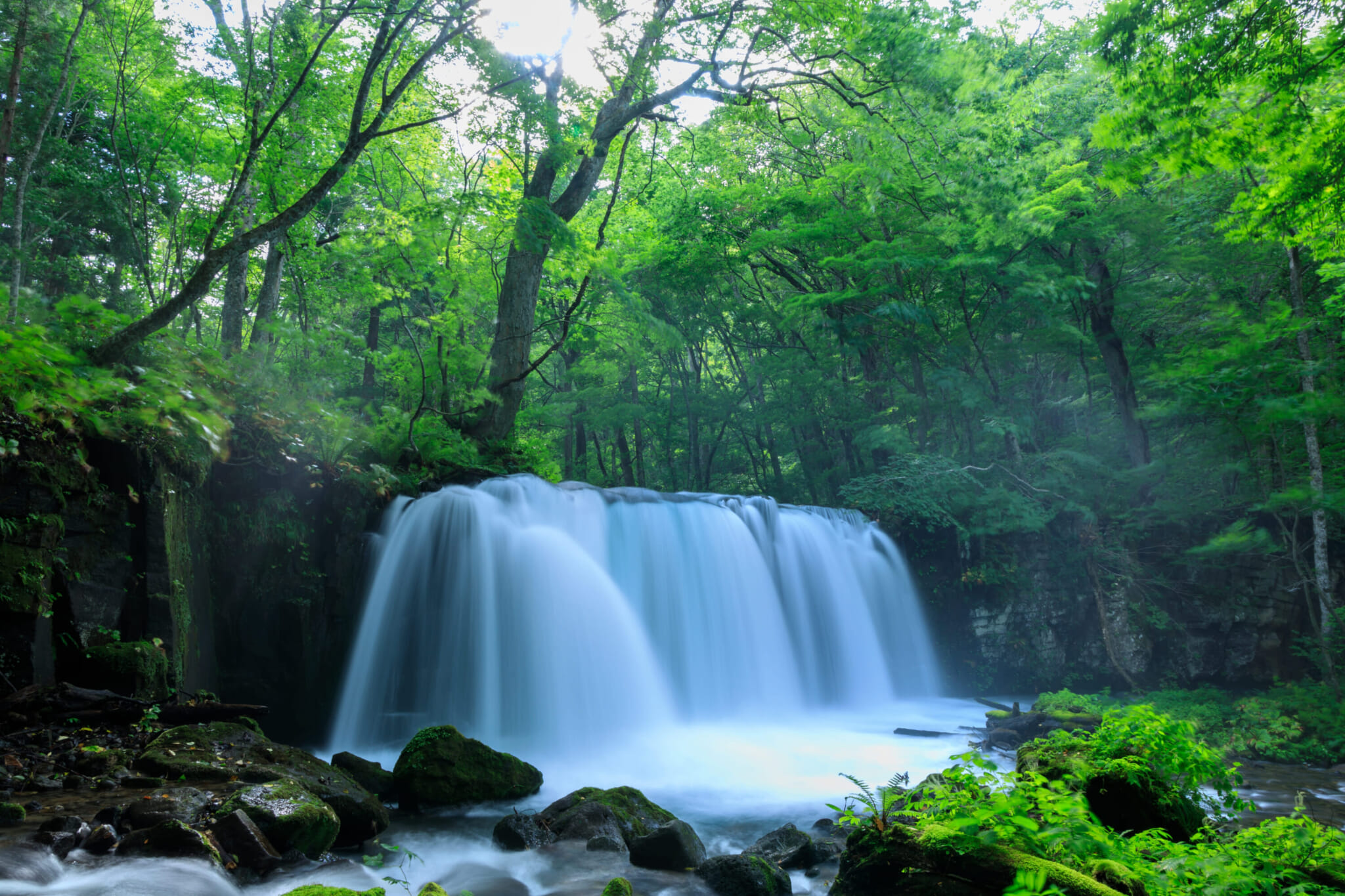 Oirase Mountain Stream moss forest