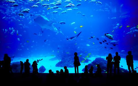 Top 7 aquariums to celebrate Sea Day in Japan Top 7 aquariums to celebrate Sea Day in Japan