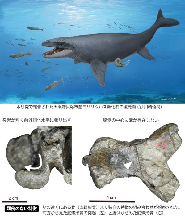 Reconstruction and key fossil features of the Osaka mosasaur specimen