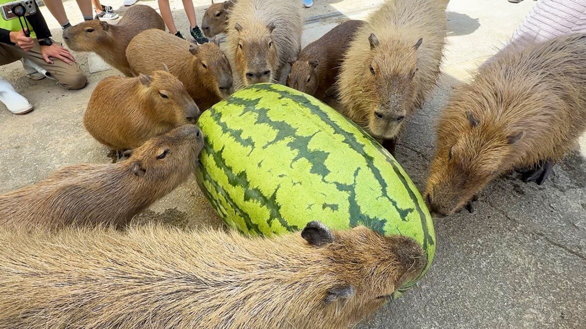 Capybaras vs Giant Watermelon at Nagasaki Bio Park, Japan! 🍉