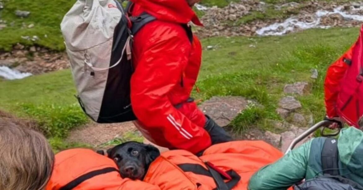 Labrador rescued on Ben Nevis by mountain rescue team Labrador rescued on Ben Nevis by mountain rescue team