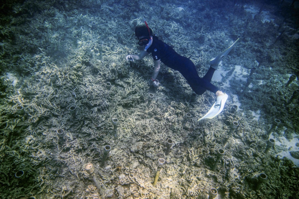 This underwater picture taken on July 9, 2026 shows Shoichi Ikeno, head of local diving company Lagoon, snorkelling above coral in a shallow area of the sea near Onna village, Okinawa Prefecture. — AFP pic