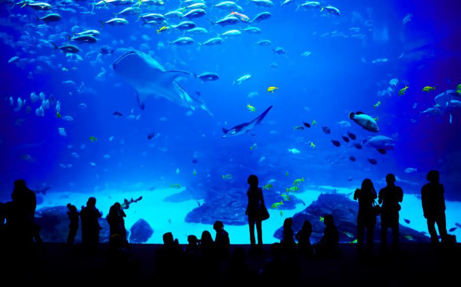 People looking at fish and a whale shark at Okinawa Churaumi Aquarium.