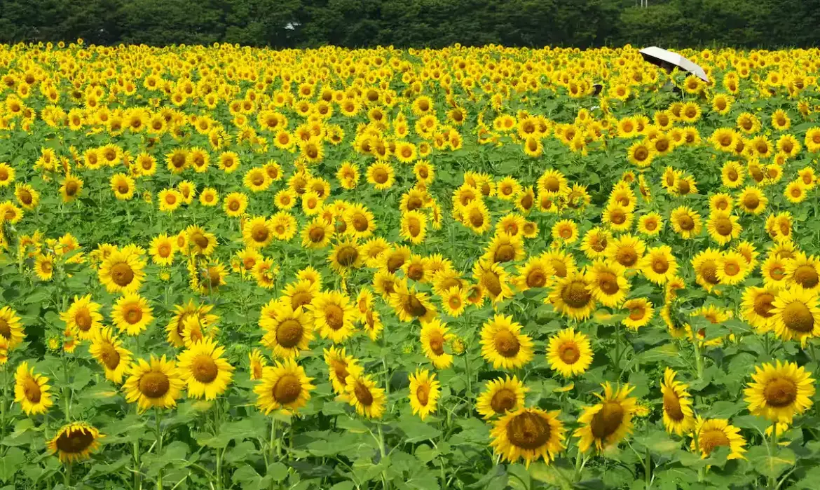 Sunflower Fields Brighten Sayo Town in Hyogo CRNEIBJSYZJCFJ5CQXMRIQTY3A