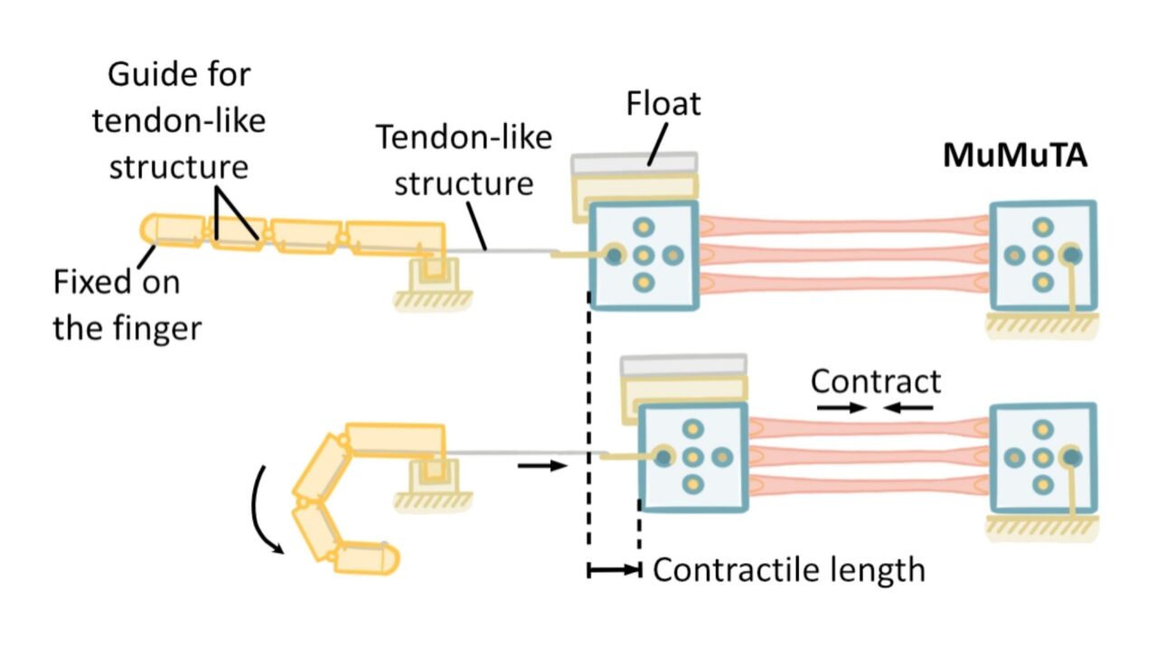 Operating principle of the biohybrid finger. The biohybrid finger employs a cable-driven mechanism using a tendon-like structure. This tendon-like structure connects the multi-jointed finger to a MuMuTA. The contraction of the MuMuTA pulls the tendon-like structure, flexing the finger. © X. Ren, Y. Morimoto and S. Takeuchi, 2025/ Science Robotics