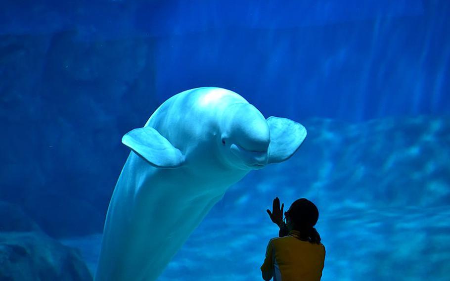 A beluga whale and a woman looking at each other.