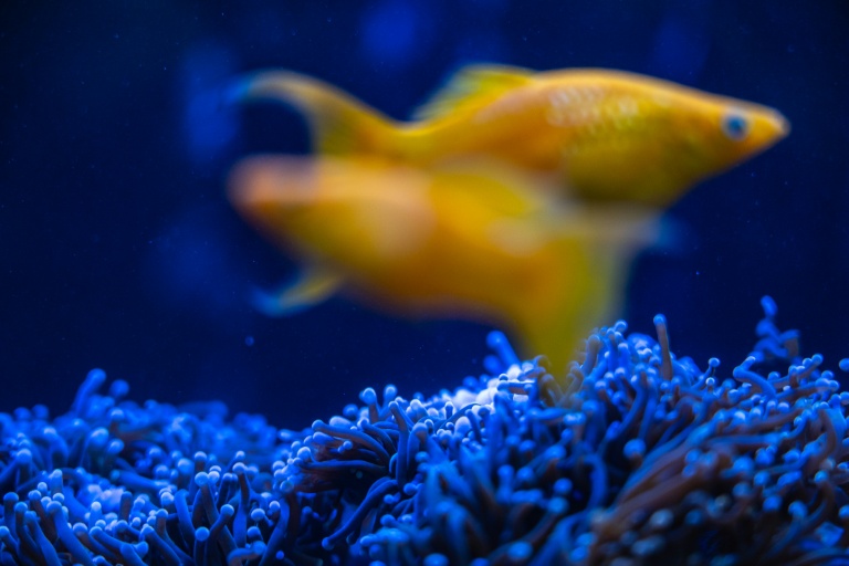 Japan's subtropical Okinawa region boasts some of the world's most biodiverse hubs of normally multicoloured coral