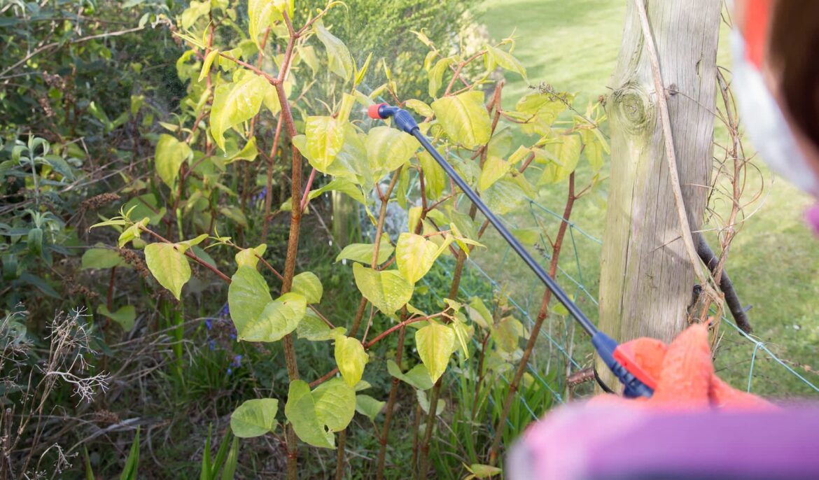 Japanese knotweed is spreading across Suffolk, and one hotspot now has 133 verified reports A person wearing gloves sprays pesticide on Japanese knotwood in a garden setting.