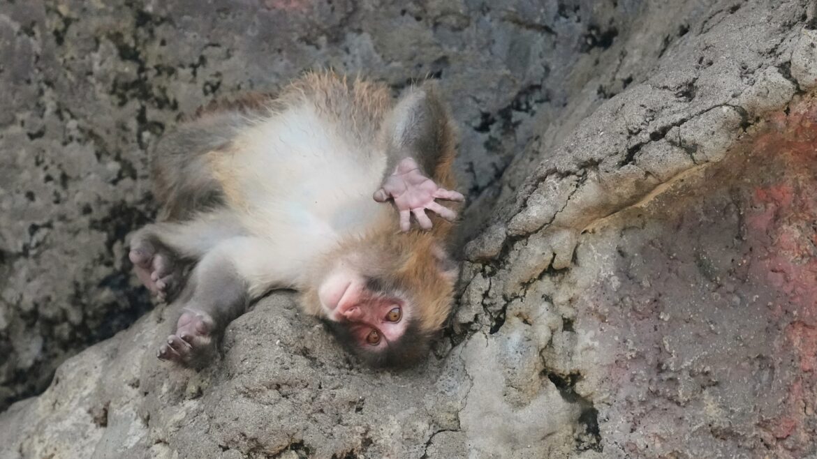 Japan's monkey sensation Punch gets thousands of birthday messages