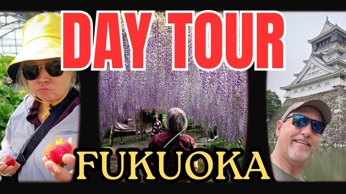 A Kyushu Day in May | Unli Strawberries, an Historic Castle, & Wisteria Hysteria! A Kyushu Day in May | Unli Strawberries, an Historic Castle, & Wisteria Hysteria!