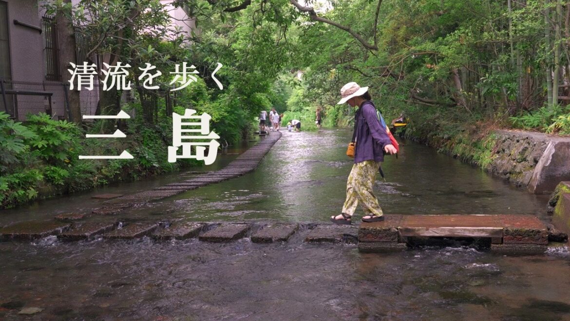 【静岡・三島】水の街を歩く|清流と鰻、カフェを楽しむ半日散歩 【静岡・三島】水の街を歩く|清流と鰻、カフェを楽しむ半日散歩