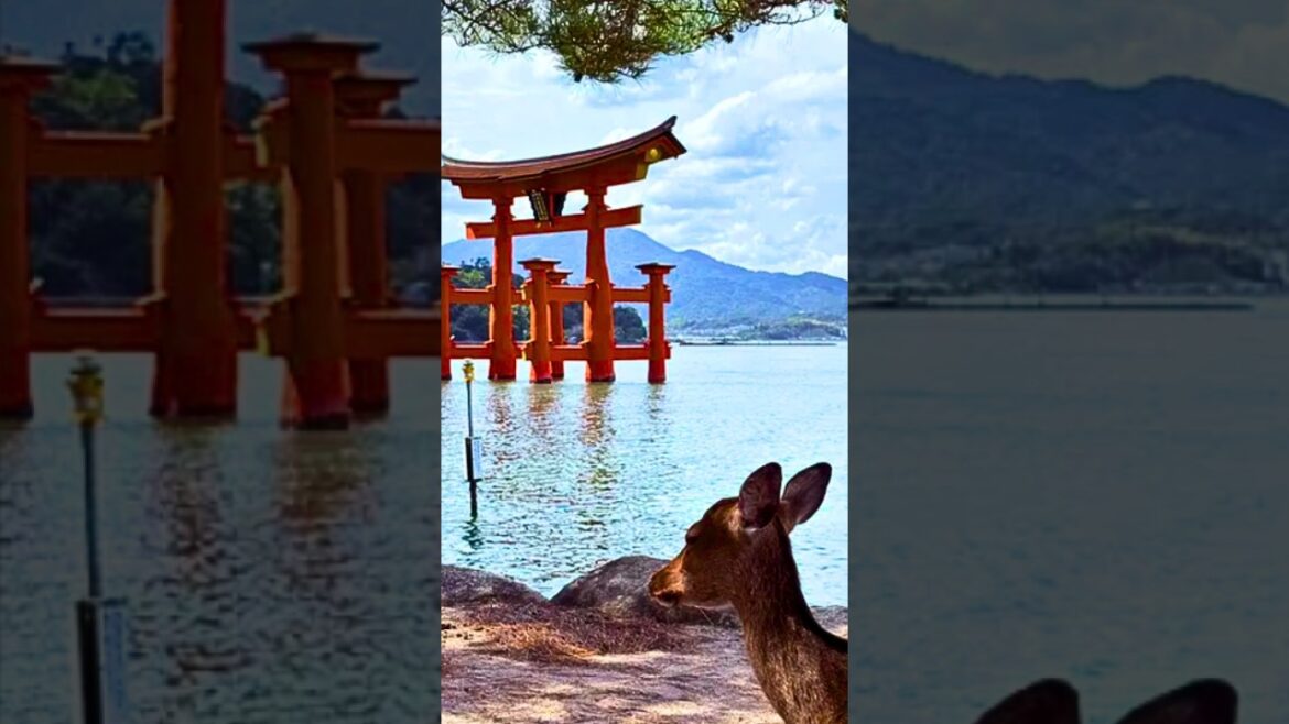 I went to the most MAGICAL place in Japan - Itsukushima Shrine (Hiroshima City)