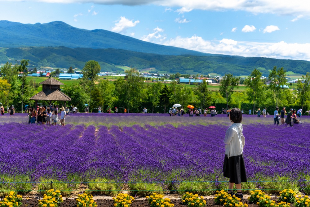 Lavender fields of Furano