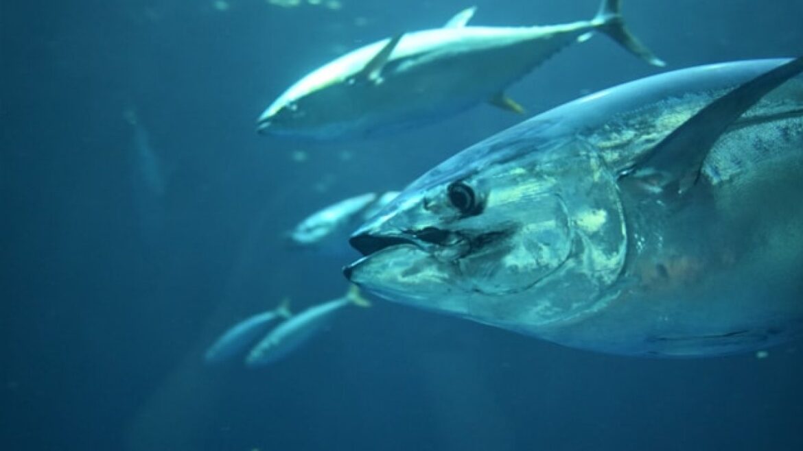Mexico, Japan Reach Agreement on Pacific Tuna Quotas