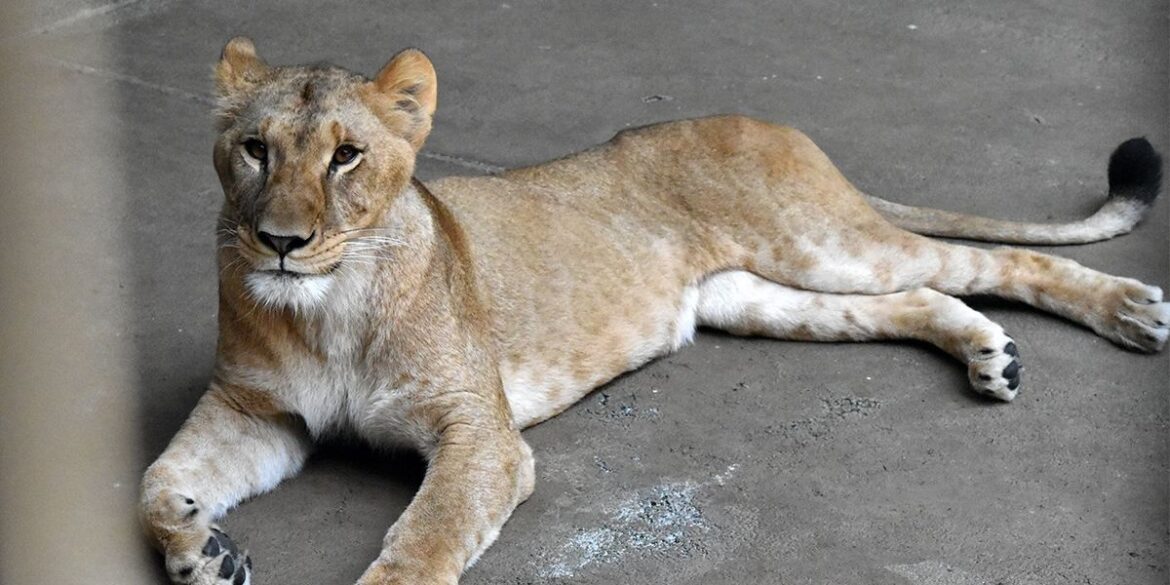 Three lions die of suspected heatstroke at Tokyo zoo Three lions die of suspected heatstroke at Tokyo zoo