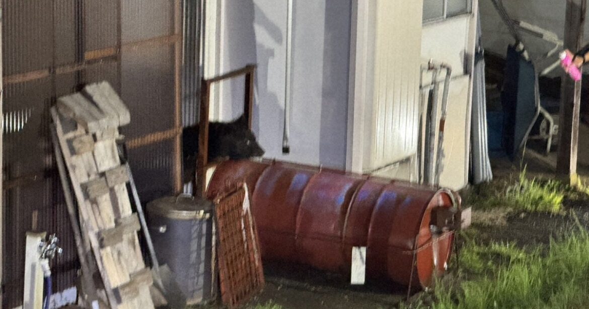 Kyoto Pref.'s 1st emergency shooting conducted after 2 bears found at residence