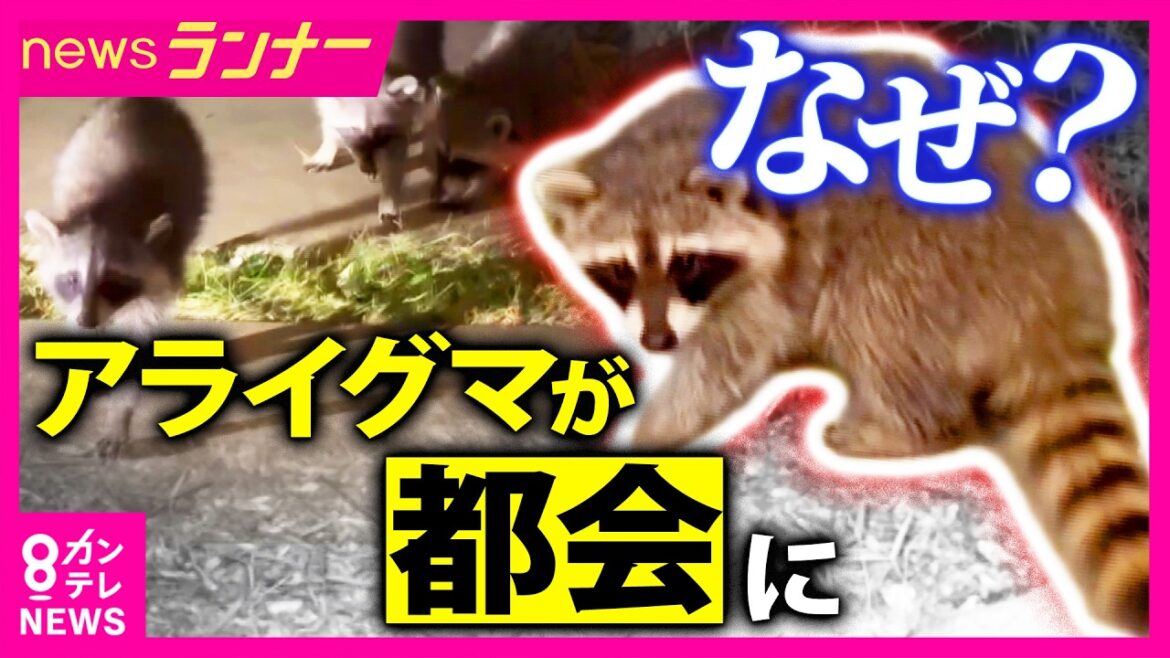 Raccoons Spread Into Osaka Raising Disease Risk Raccoons Spread Into Osaka Raising Disease Risk
