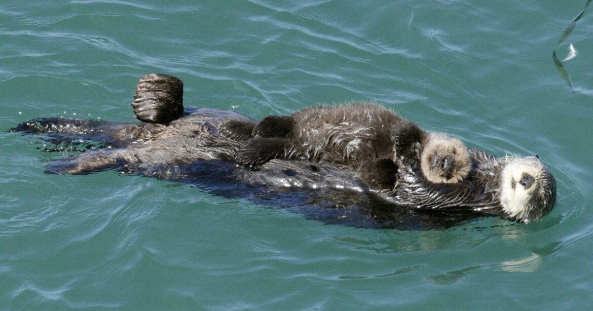 Japan's assemblyman to quit for breaking rules not to approach sea otters