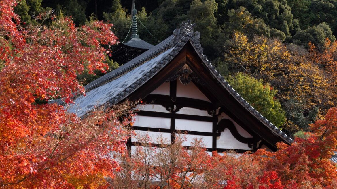 Travelling to Japan for autumn colours? 10 things to know before you go Travelling to Japan for autumn colours? 10 things to know before you go