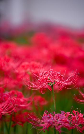 Higanbana (red spider lily)