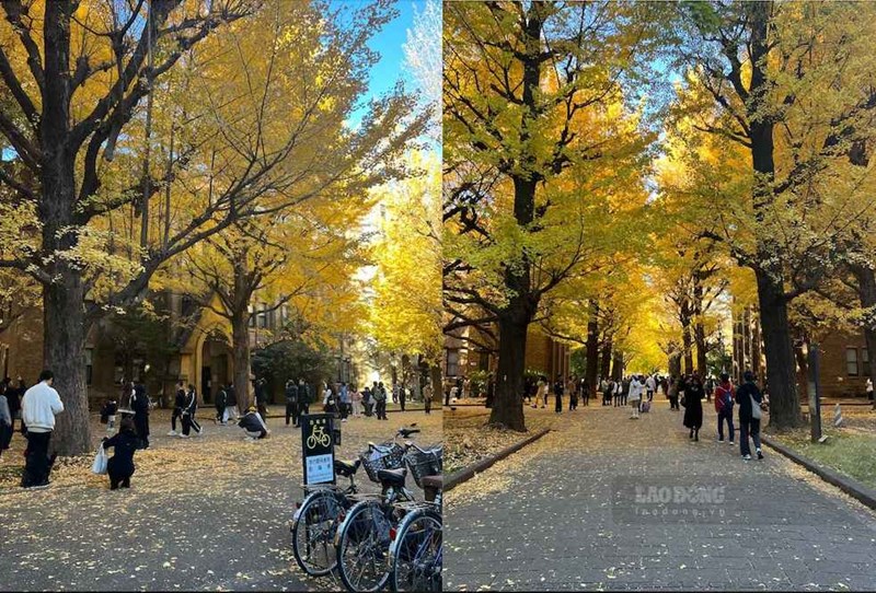 Japan tourism: Ideal time to hunt for the golden leaf season Japan tourism: Ideal time to hunt for the golden leaf season