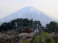 General view of cherry blossom trees with Mount Fuji in the background at Lake Kawaguchiko, Fujikawaguchiko, Japan, April 13, 2024.
