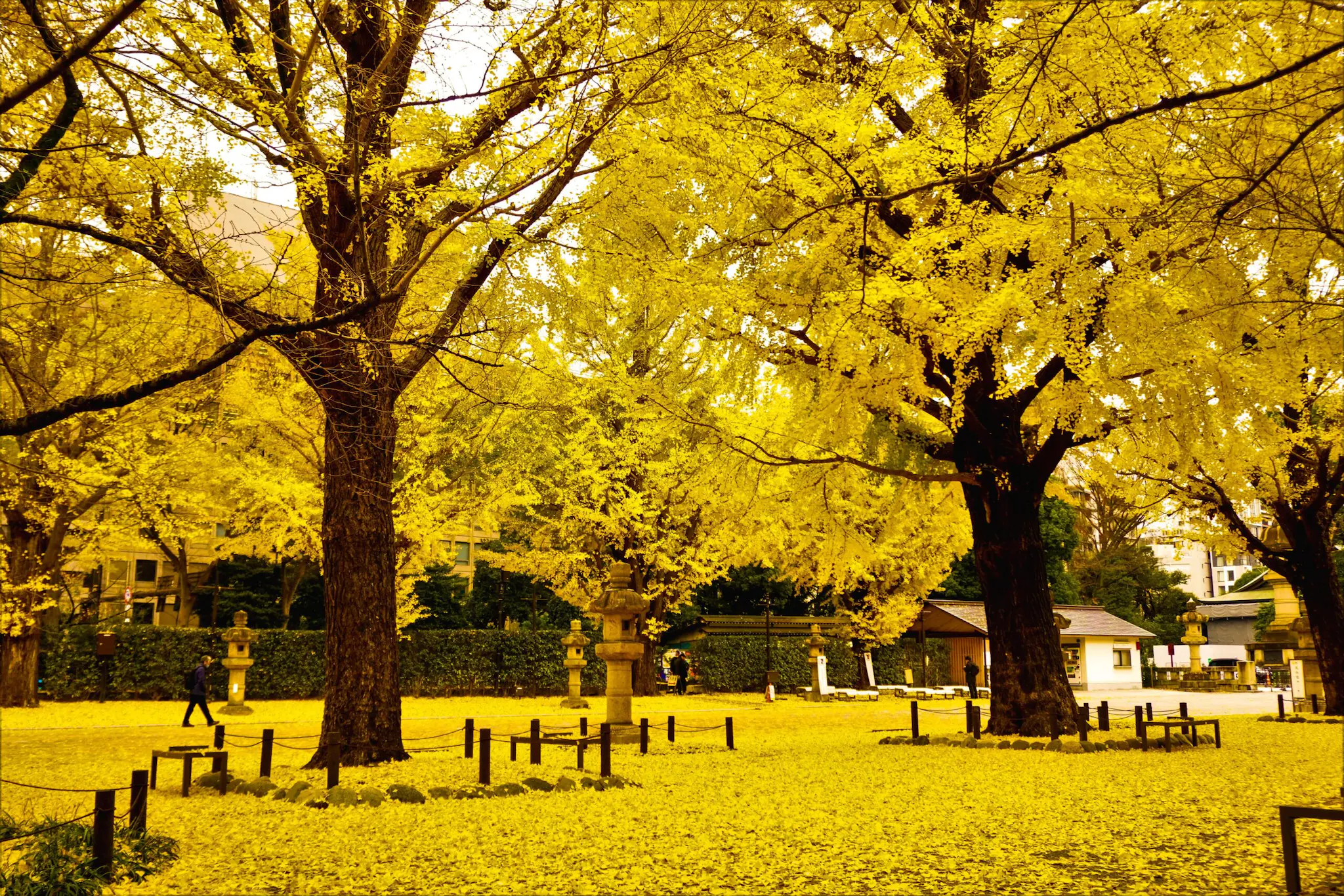 From Tokyo To Kyoto: 8 Best Places To See Japan’s Autumn Foliage From Tokyo To Kyoto: 8 Best Places To See Japan’s Autumn Foliage