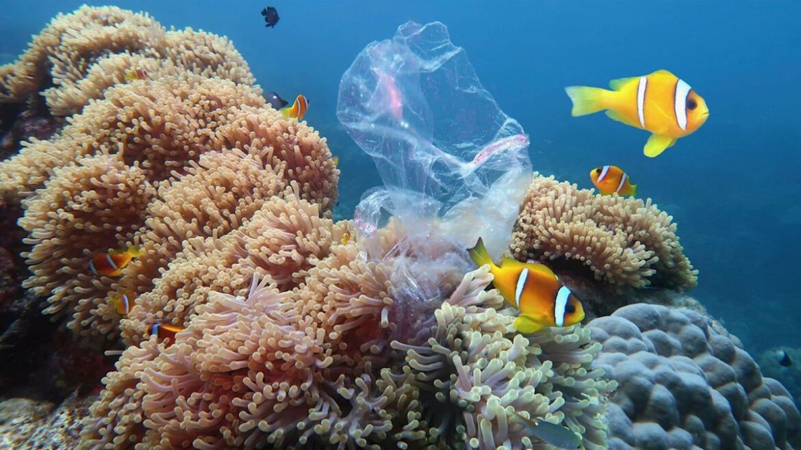 Researchers find ‘plasticoral’ — plastic fused with coral — on Japan’s Okinawa beaches Researchers find 'plasticoral' — plastic fused with coral — on Japan's Okinawa beaches