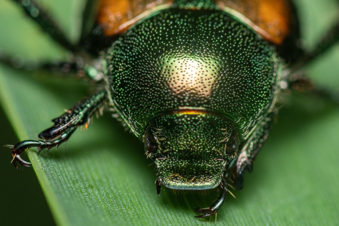 Beetles across Japan took different evolutionary paths to solve the same feeding problem Beetles across Japan took different evolutionary paths to solve the same feeding problem