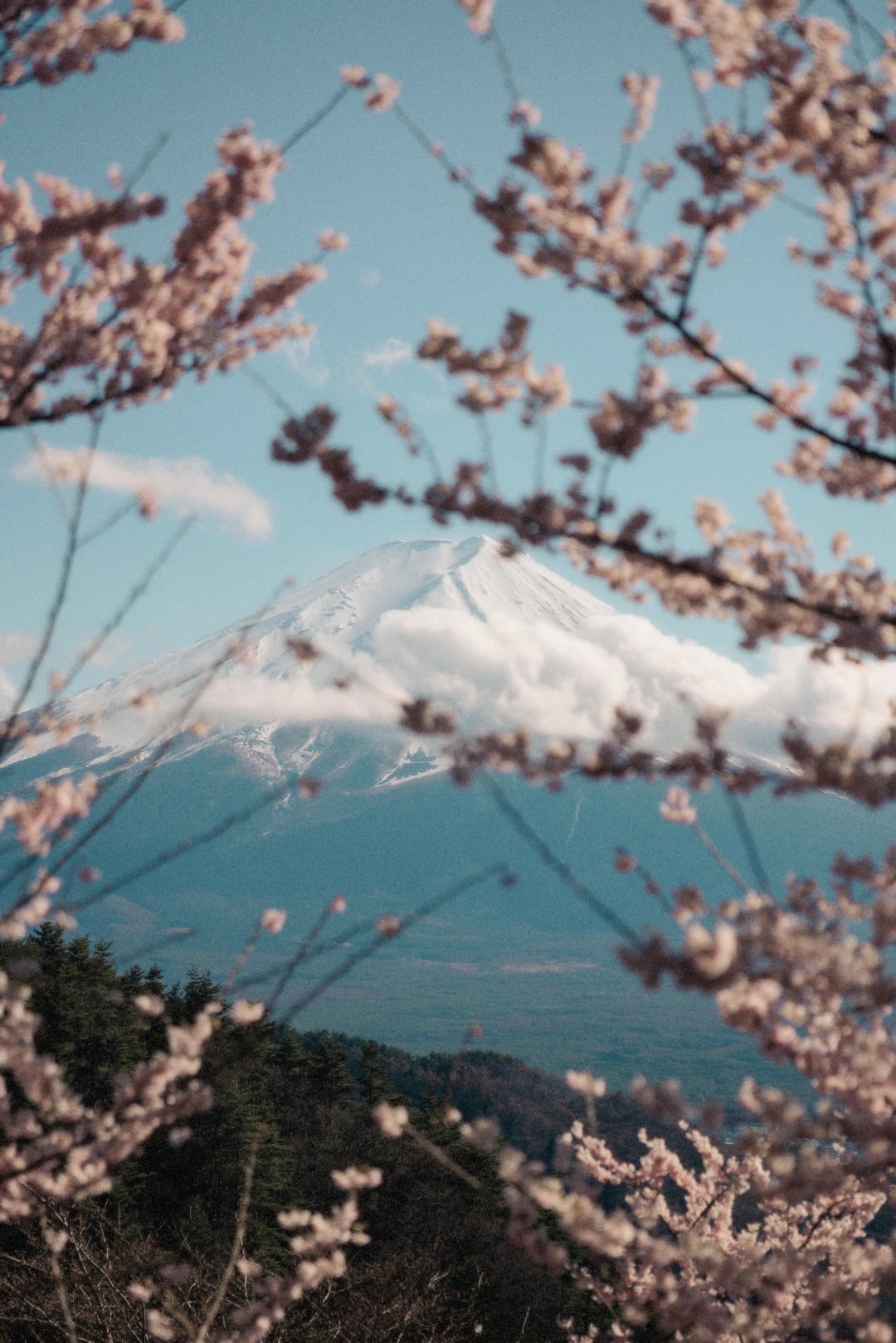 Moments from Lake Kawaguchiko in April this year! - Alo Japan | AloJapan.com