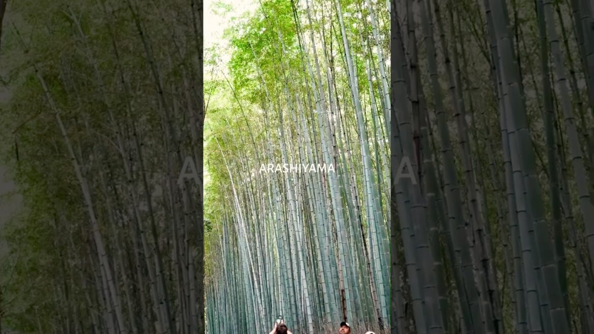 Kyoto | Arashiyama: Strolling Around A City of Living Art Kyoto | Arashiyama: Strolling Around A City of Living Art