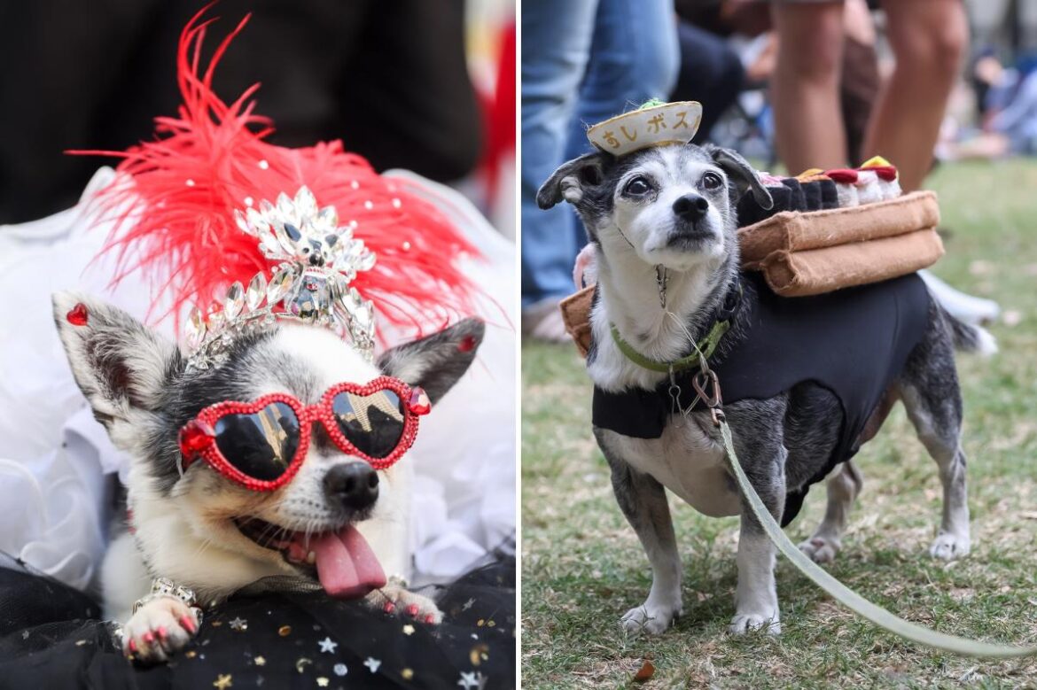 Dog parents to spend nearly $1B on Halloween costumes; pumpkins top the list Dog parents to spend nearly $1B on Halloween costumes; pumpkins top the list