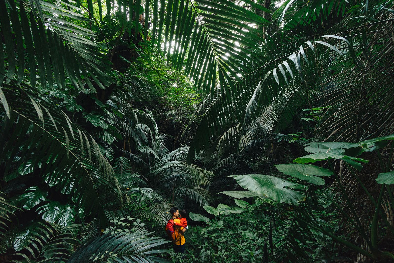 Image may contain Jungle Land Nature Outdoors Plant Rainforest Tree Vegetation Clothing Coat Adult and Person