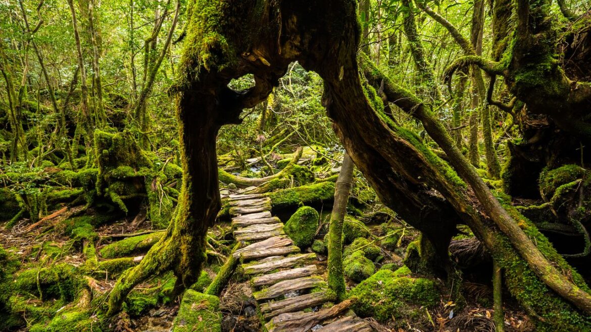 7 unmissable Wonders of Japan in 2026: a journey from remote islands to spiritual peaks